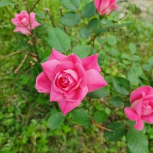 Meet your Posher, Jodi